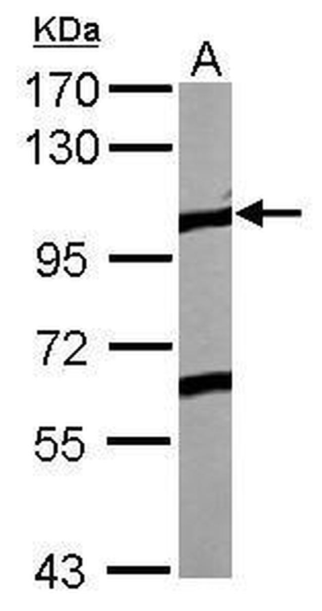 EphA4 Antibody in Western Blot (WB)