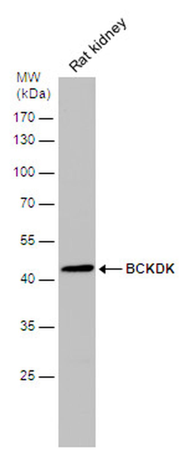 BCKDK Antibody in Western Blot (WB)