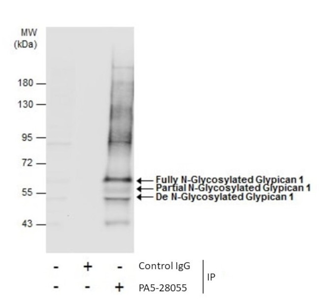 Glypican 1 Antibody in Immunoprecipitation (IP)