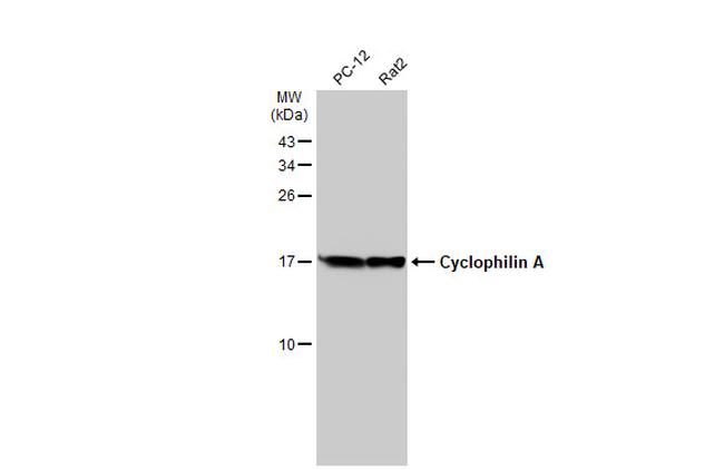 Cyclophilin A Antibody in Western Blot (WB)