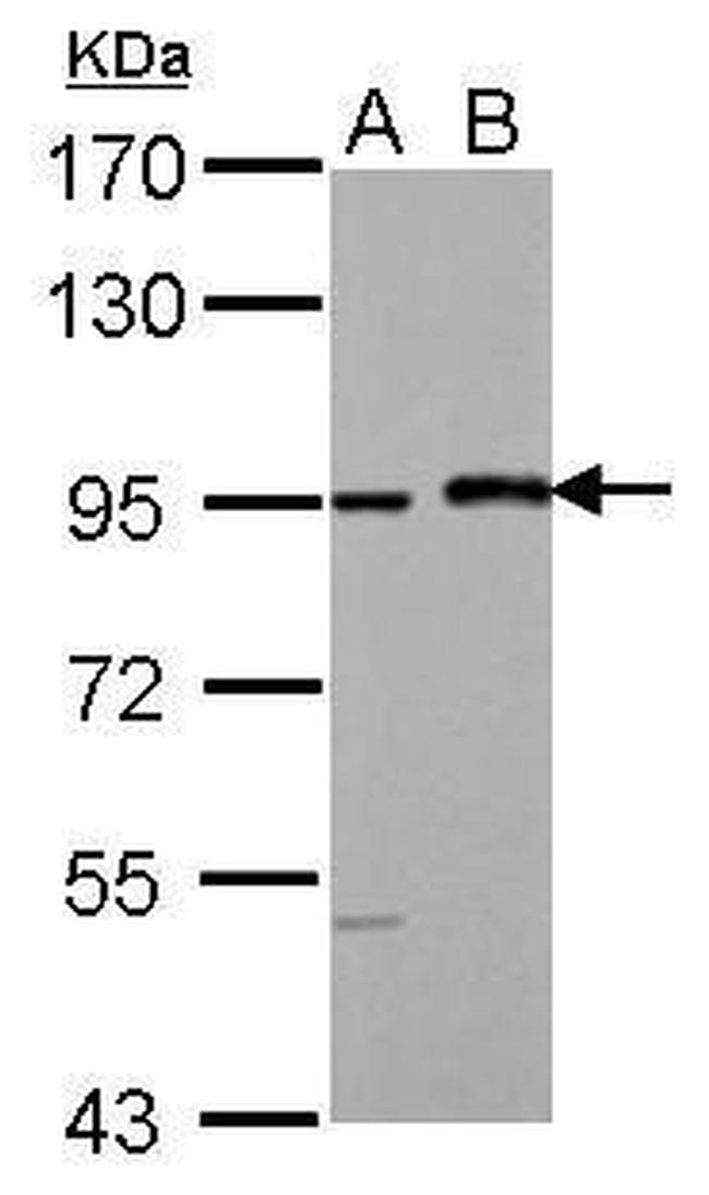 MAML1 Antibody in Western Blot (WB)