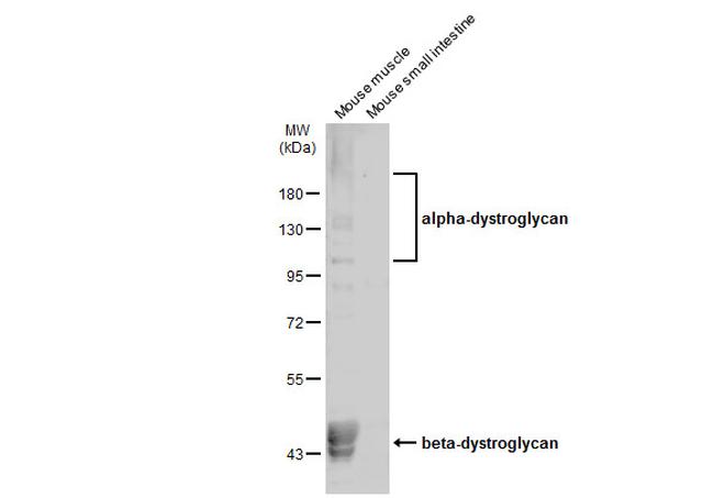 alpha Dystroglycan Antibody in Western Blot (WB)