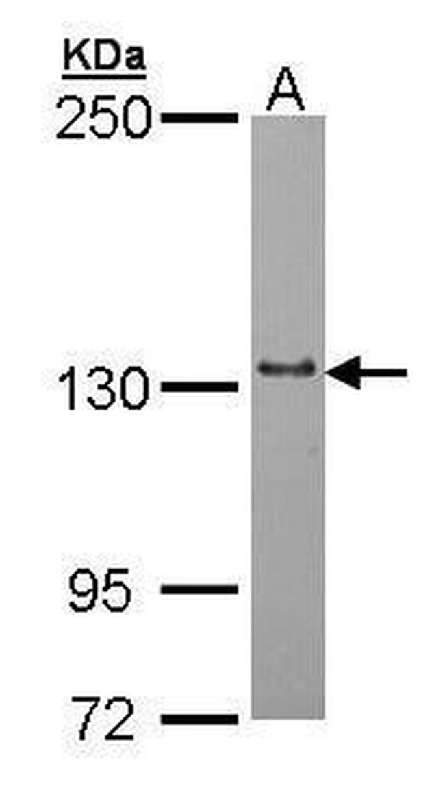 POLRMT Antibody in Western Blot (WB)