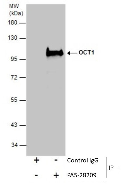 OCT1 (POU2F1) Antibody in Immunoprecipitation (IP)