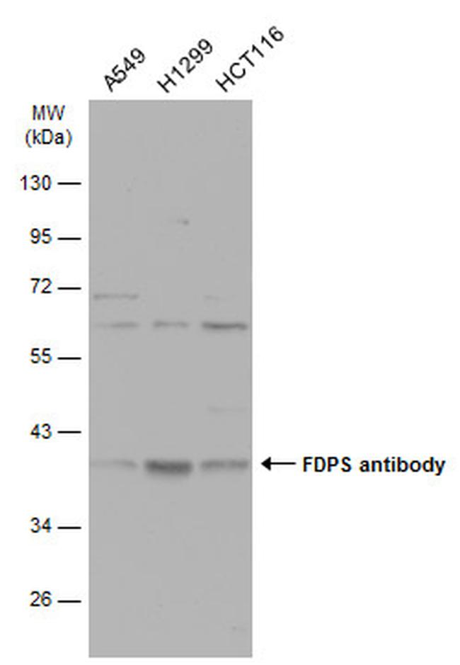 FDPS Antibody in Western Blot (WB)