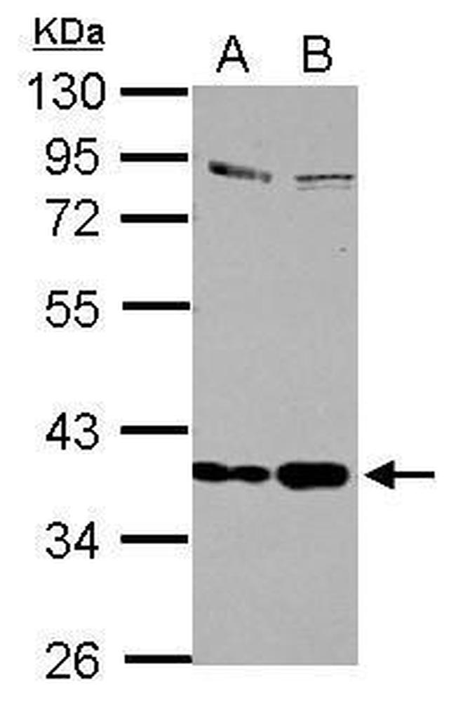 SEPP1 Antibody in Western Blot (WB)