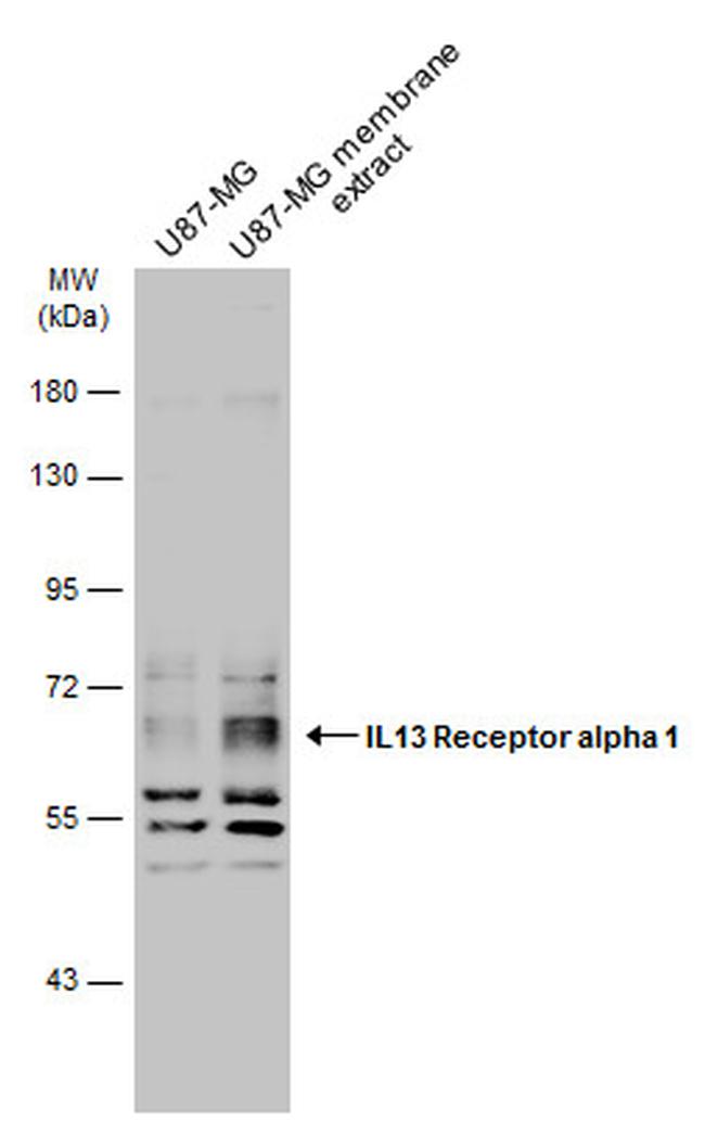 IL13RA1 Antibody in Western Blot (WB)