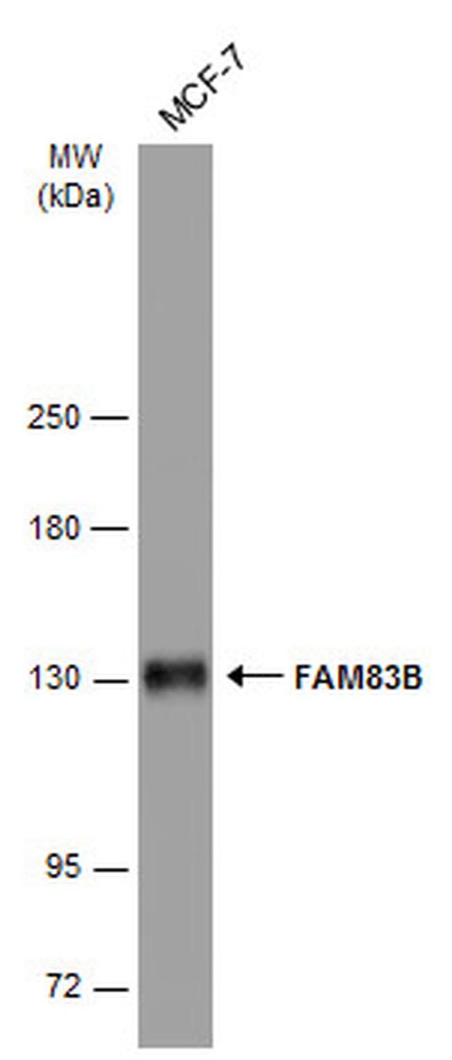 FAM83B Antibody in Western Blot (WB)
