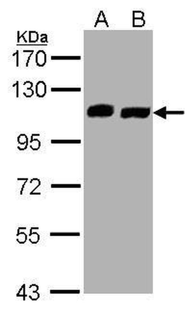 C16orf62 Antibody in Western Blot (WB)