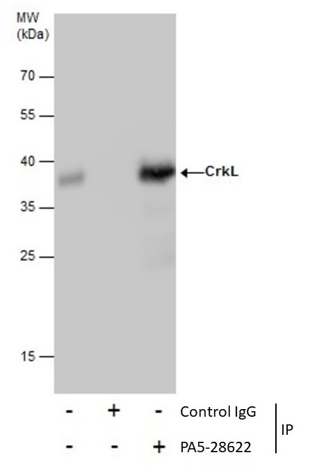 CrkL Antibody in Immunoprecipitation (IP)