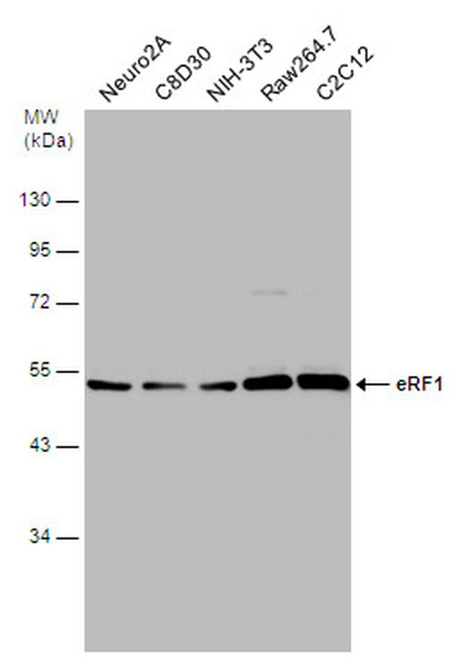 eRF1 Antibody in Western Blot (WB)
