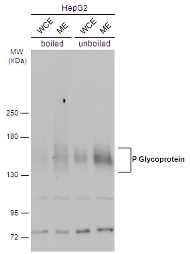 P-Glycoprotein Antibody in Western Blot (WB)