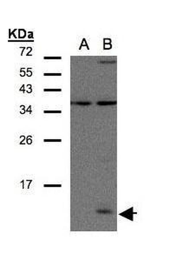 CCL14 Antibody in Western Blot (WB)