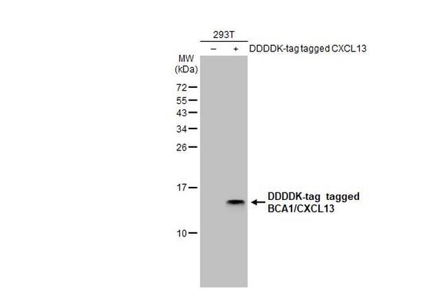 CXCL13 Antibody in Western Blot (WB)