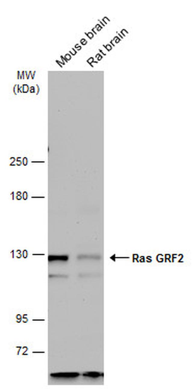 RASGRF2 Antibody in Western Blot (WB)