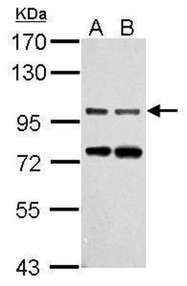 Gephyrin Antibody in Western Blot (WB)