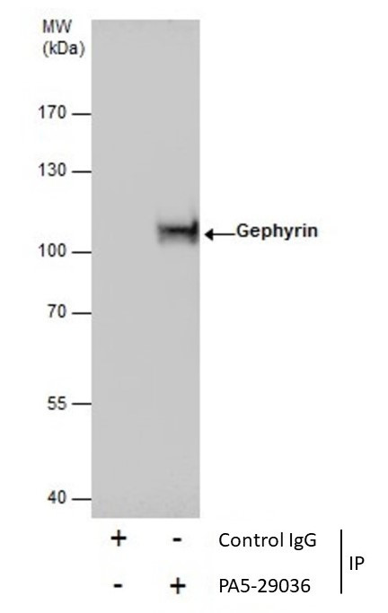 Gephyrin Antibody in Immunoprecipitation (IP)
