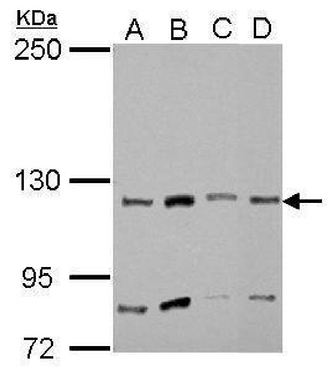 MYO1A Antibody in Western Blot (WB)