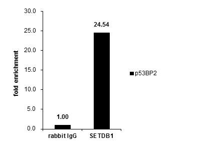 SETDB1 Antibody in ChIP Assay (ChIP)