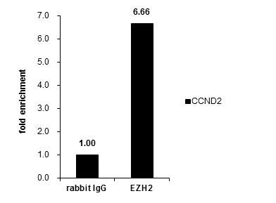 EZH2 Antibody in ChIP Assay (ChIP)
