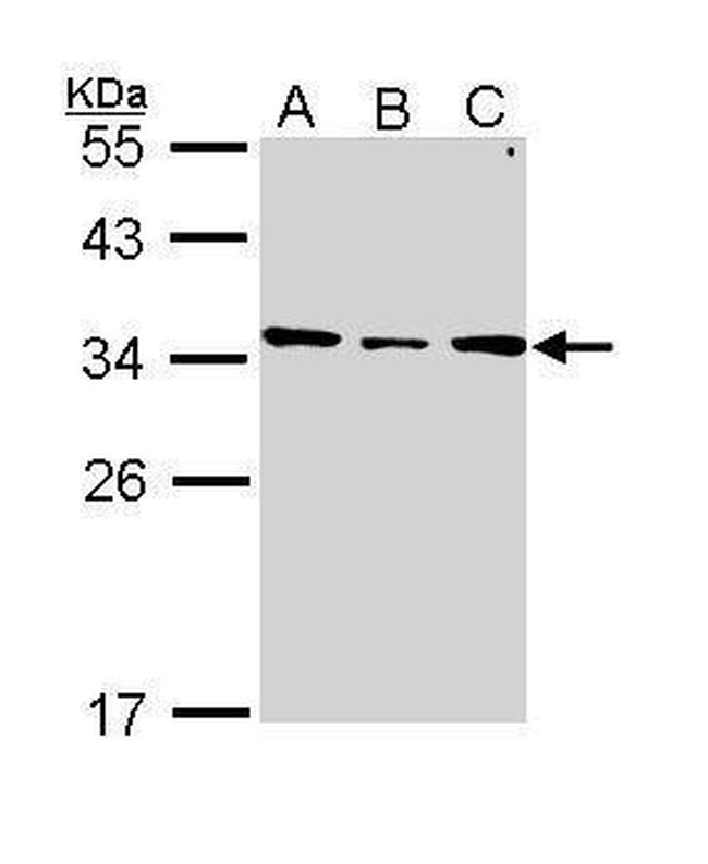 SLC25A22 Antibody in Western Blot (WB)