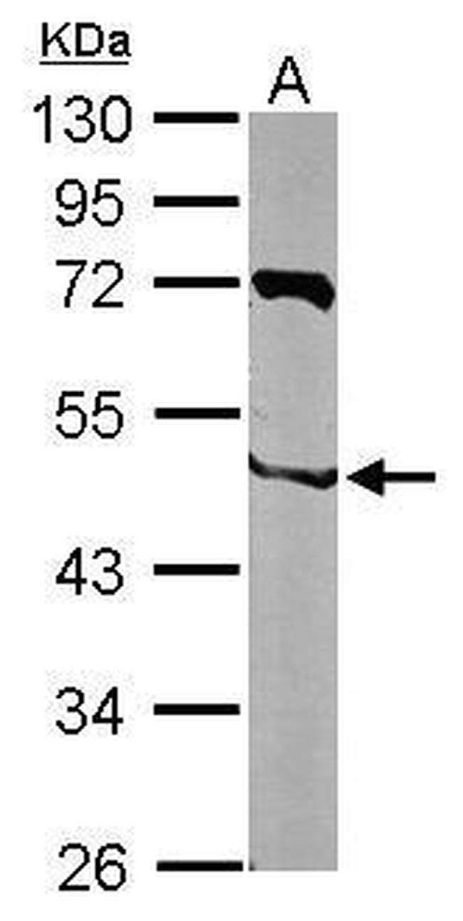 NIPA Antibody in Western Blot (WB)