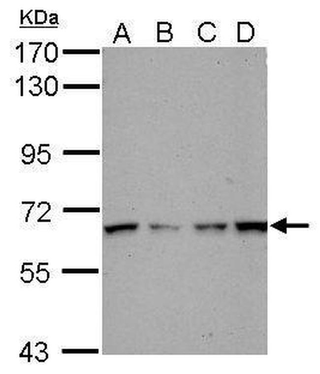 PCTAIRE1 Antibody in Western Blot (WB)