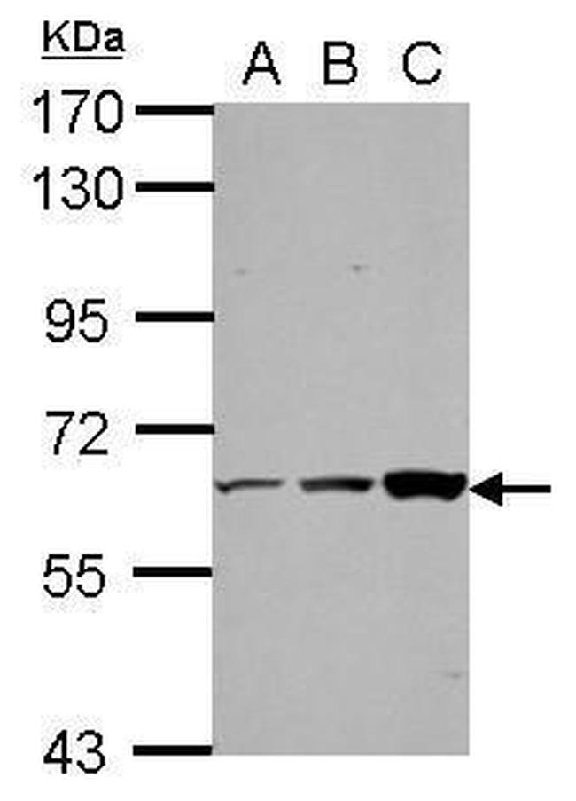 ThPOK Antibody in Western Blot (WB)