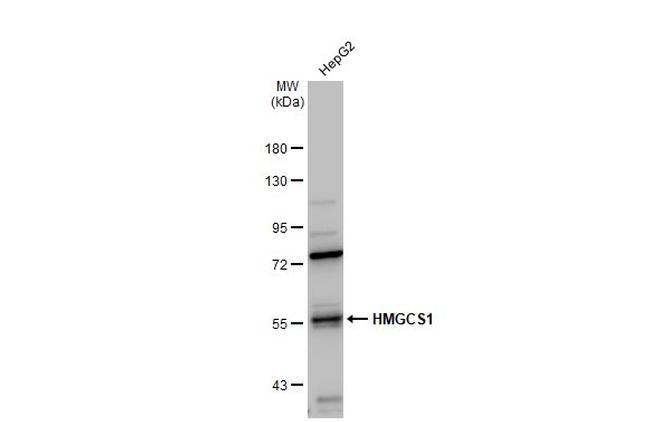 HMGCS1 Antibody in Western Blot (WB)