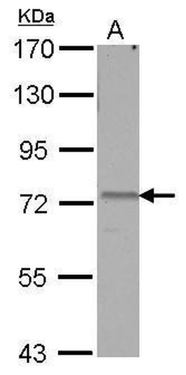 AMFR Antibody in Western Blot (WB)
