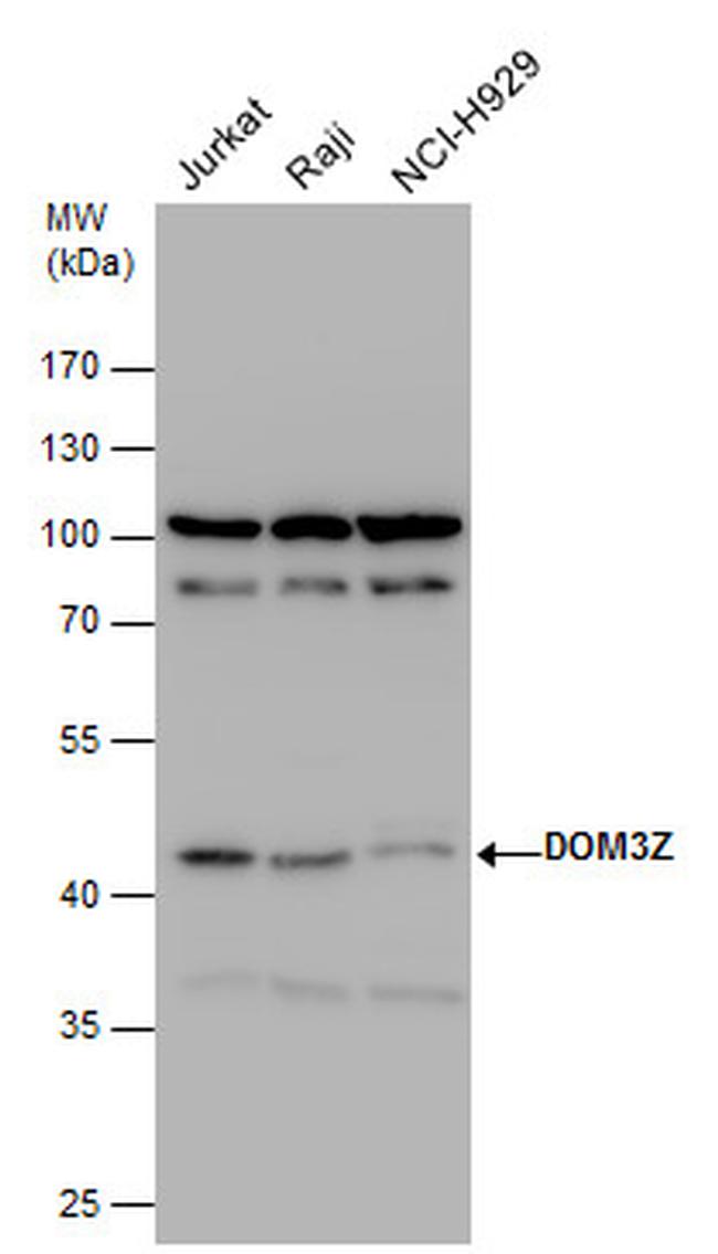 DOM3Z Antibody in Western Blot (WB)