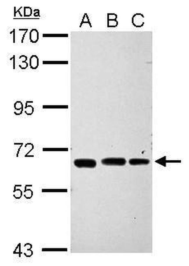 IPP Antibody in Western Blot (WB)