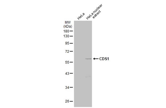 CDS1 Antibody in Western Blot (WB)