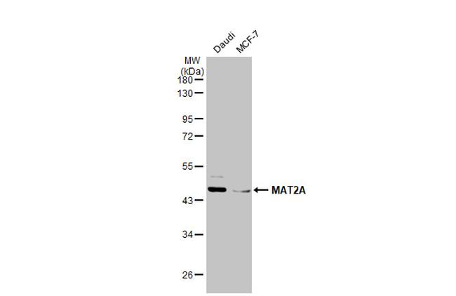 MAT2A Antibody in Western Blot (WB)