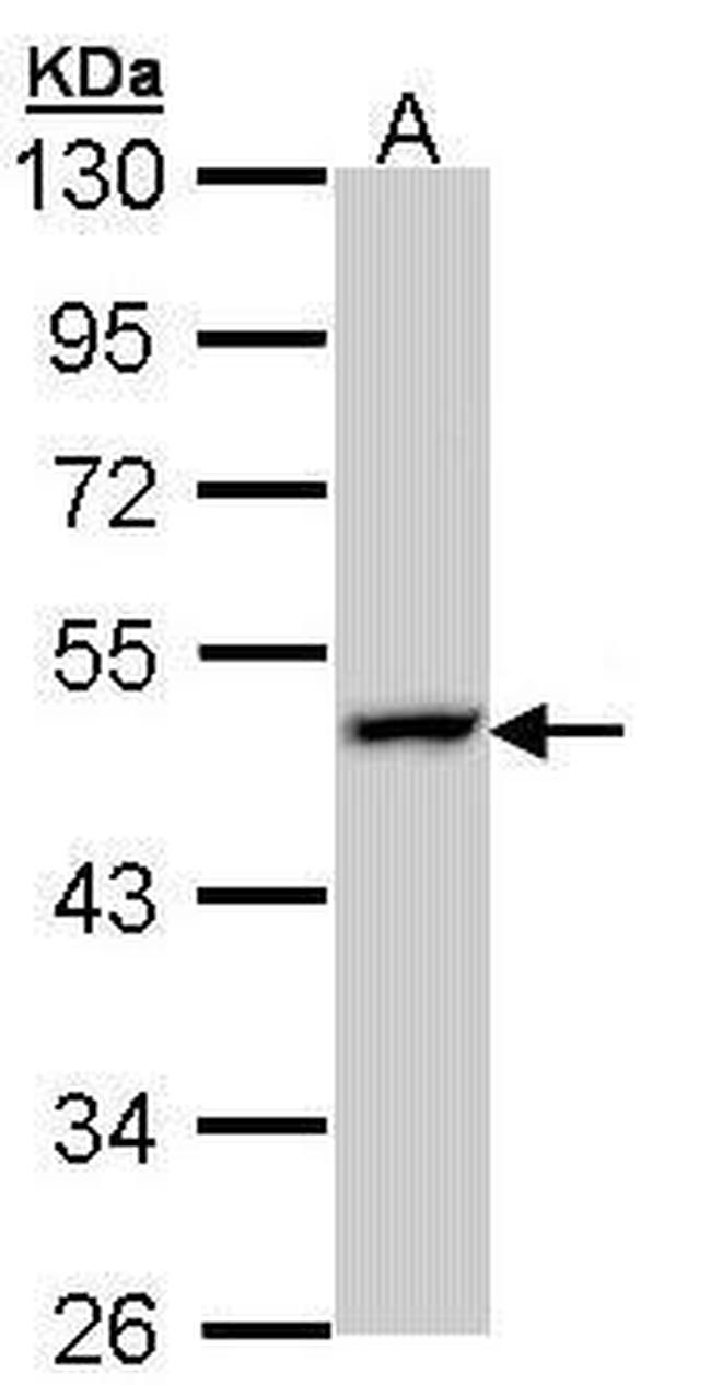 LAMP3 Antibody in Western Blot (WB)