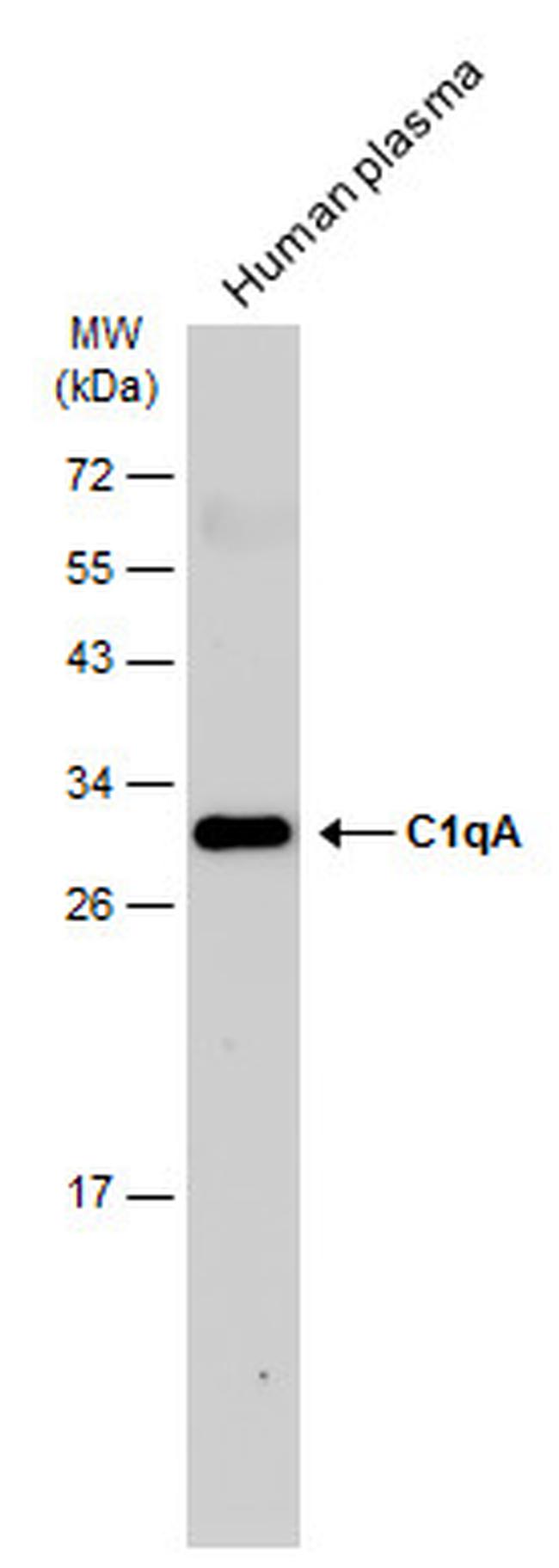 C1QA Antibody in Western Blot (WB)