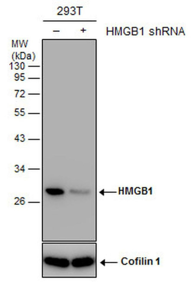 HMGB1 Antibody
