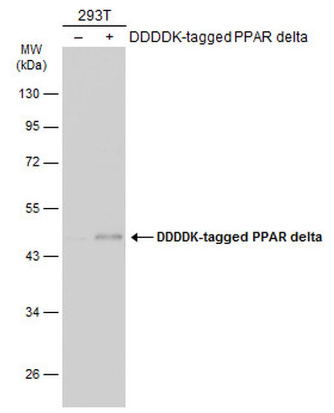 PPAR delta Antibody in Western Blot (WB)