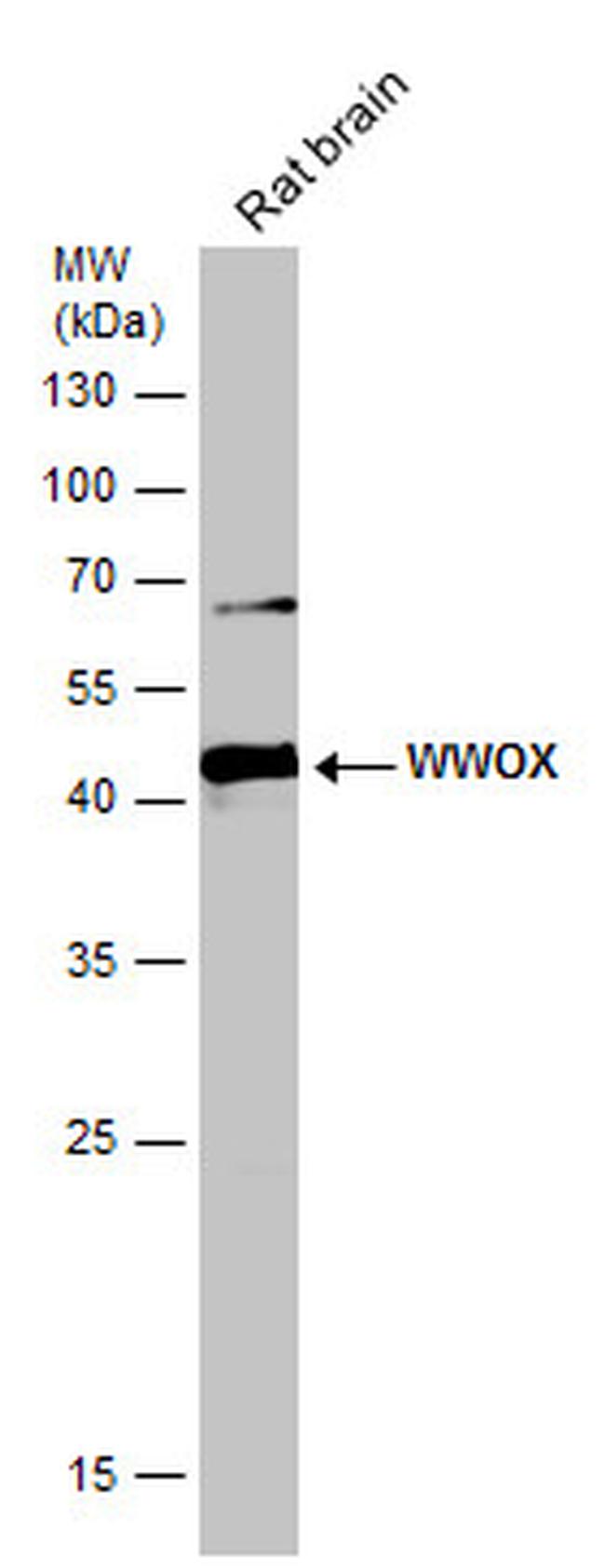 WWOX Antibody in Western Blot (WB)