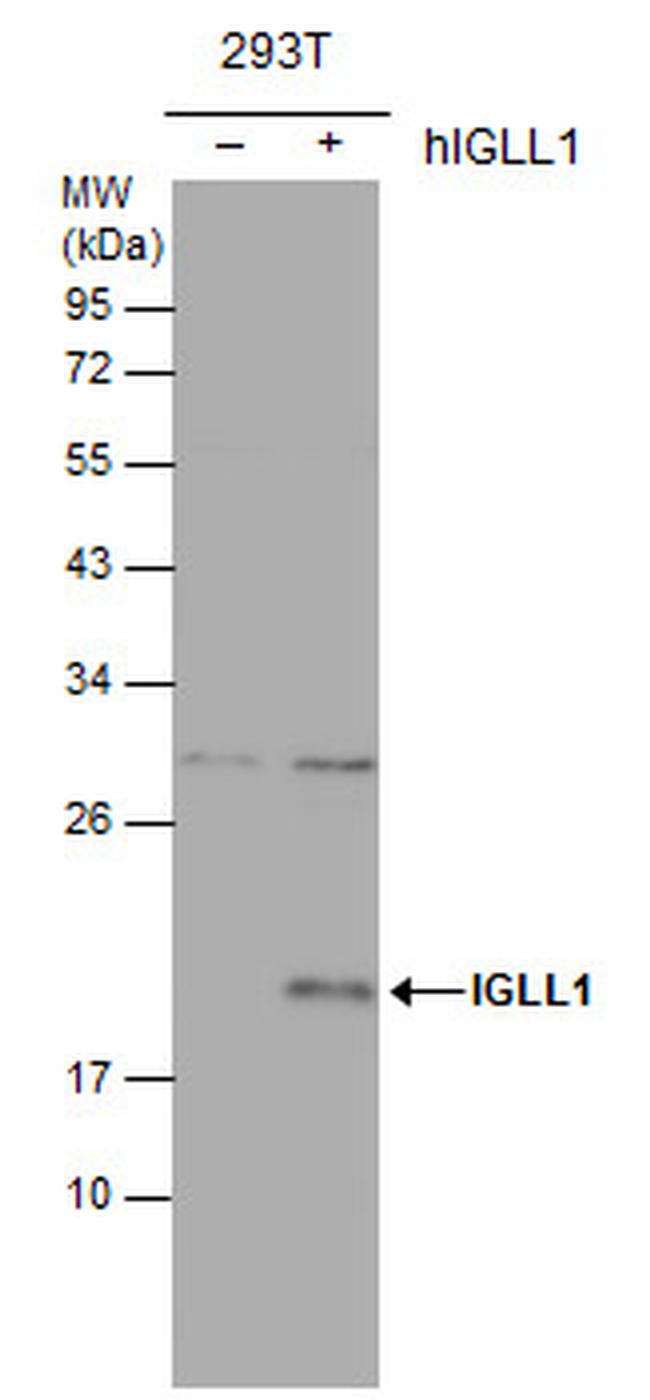 CD179b Antibody in Western Blot (WB)