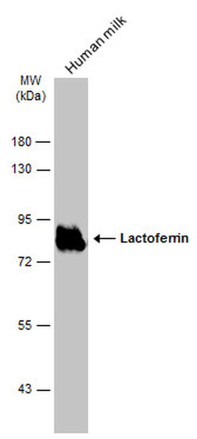 Lactoferrin Antibody in Western Blot (WB)