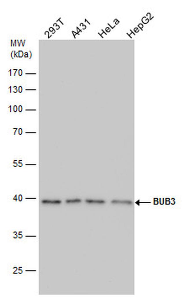 Bub3 Antibody in Western Blot (WB)