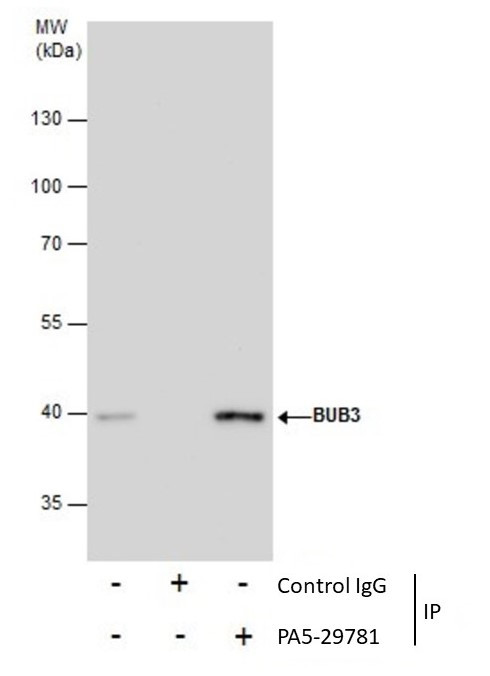Bub3 Antibody in Immunoprecipitation (IP)