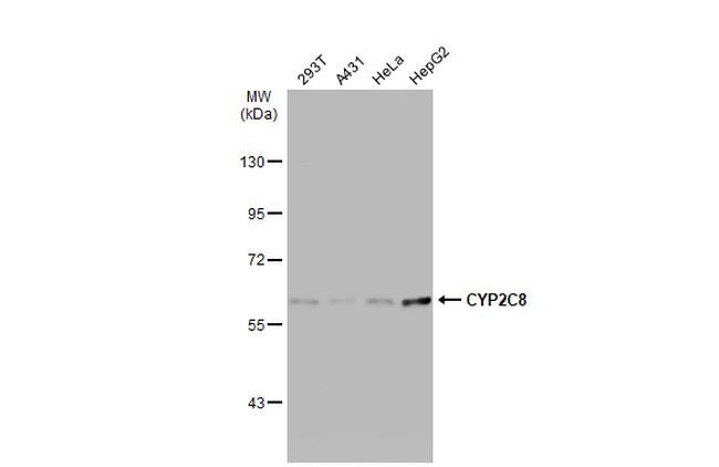 CYP2C8 Antibody in Western Blot (WB)