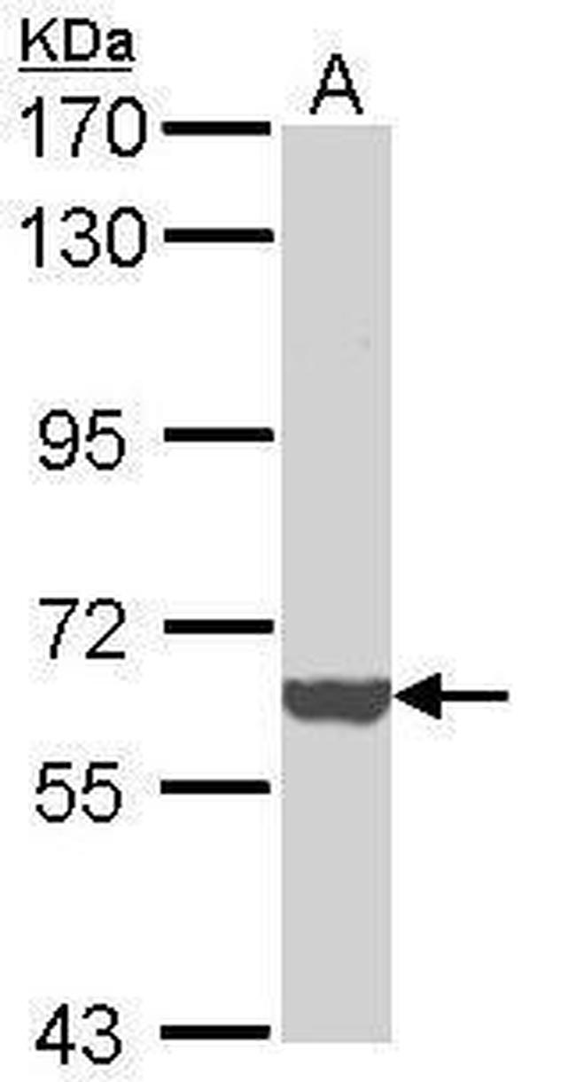 ICAM-3 Antibody in Western Blot (WB)