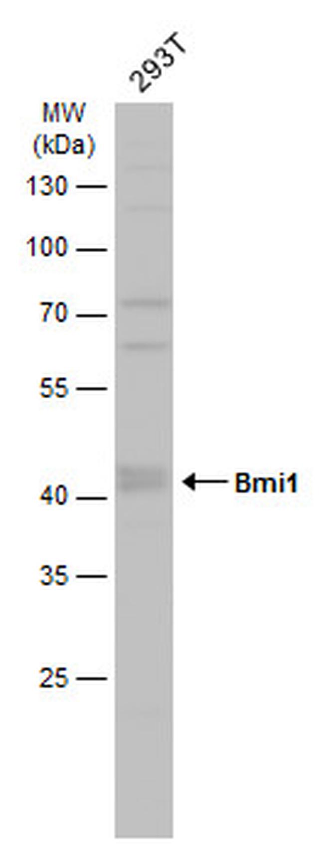BMI-1 Antibody in Western Blot (WB)