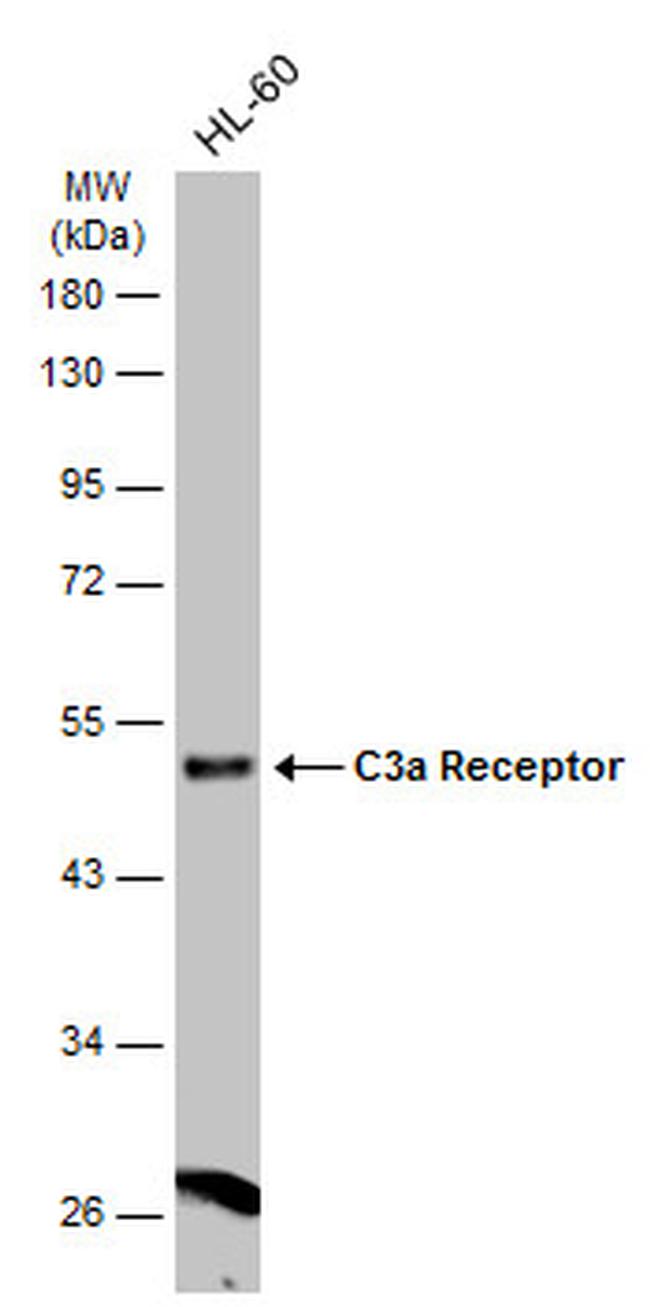 C3a Receptor Antibody in Western Blot (WB)