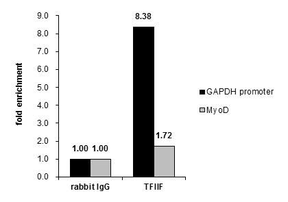 GTF2F1 Antibody in ChIP Assay (ChIP)