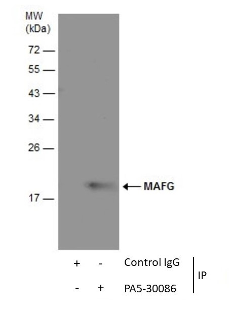 MAFG Antibody in Immunoprecipitation (IP)