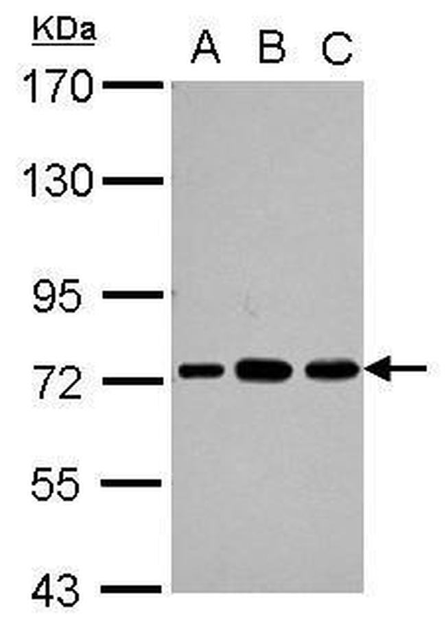 PABPC3 Antibody in Western Blot (WB)